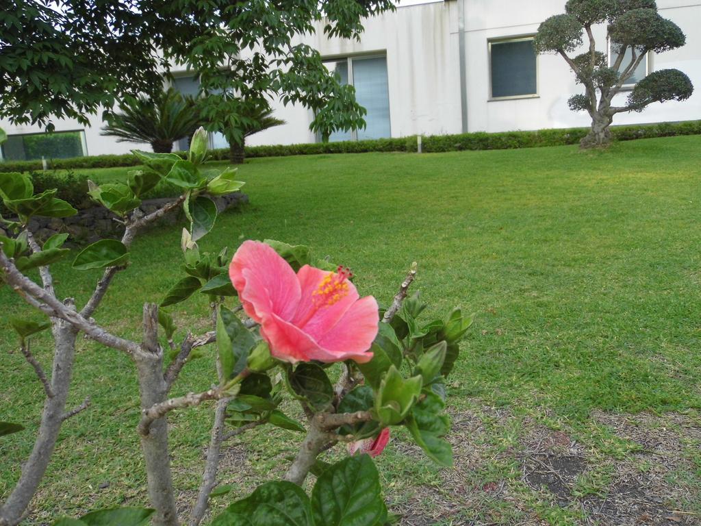 Апартаменты Fiore Dell'Etna Санта-Венерина Экстерьер фото